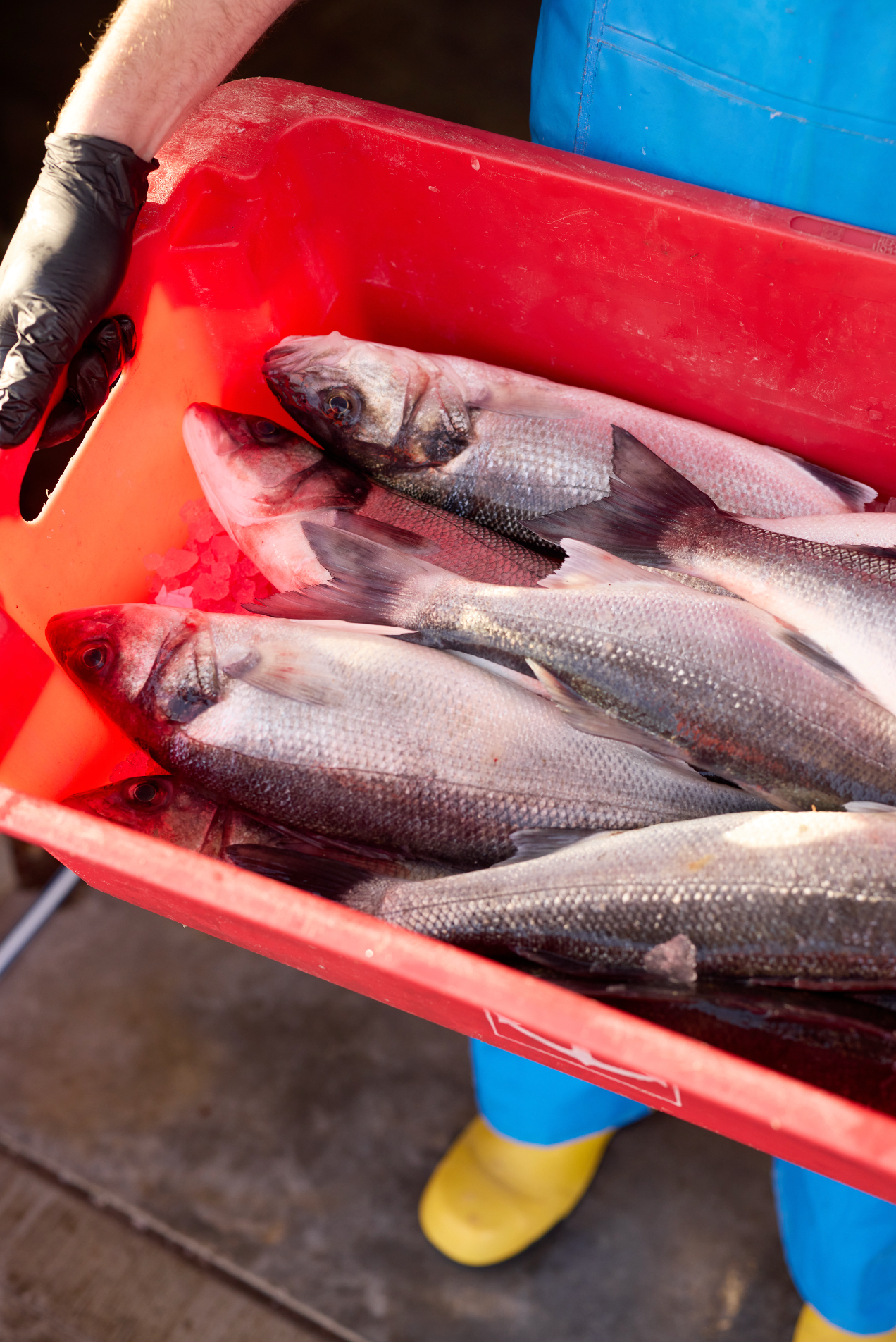 (Ir)Responsible Seafood